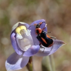 Dicranolaius villosus (Melyrid flower beetle) at Cook, ACT - 29 Oct 2019 by CathB