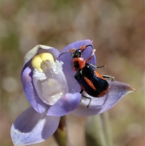 Dicranolaius villosus at Cook, ACT - 29 Oct 2019