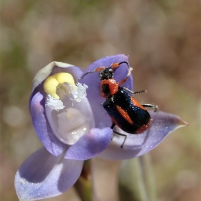 Dicranolaius villosus (Melyrid flower beetle) at Cook, ACT - 29 Oct 2019 by CathB