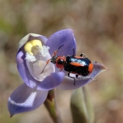 Dicranolaius villosus at Cook, ACT - 29 Oct 2019