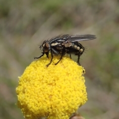 Oxysarcodexia varia (Striped Dung Fly) at Cook, ACT - 28 Oct 2019 by CathB