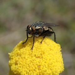 Oxysarcodexia varia at Cook, ACT - 28 Oct 2019