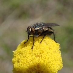 Oxysarcodexia varia at Cook, ACT - 28 Oct 2019 03:18 PM