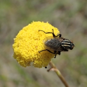 Oxysarcodexia varia at Cook, ACT - 28 Oct 2019