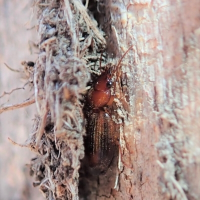 Philophlaeus sp. (genus) (Bark carab beetle) at Dunlop, ACT - 29 Oct 2019 by CathB