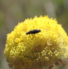 Dasytinae (subfamily) at Cook, ACT - 22 Oct 2019