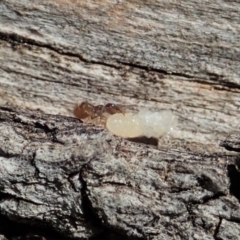 Technomyrmex sp. (genus) at Cook, ACT - 27 Oct 2019