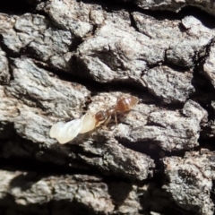 Technomyrmex sp. (genus) at Cook, ACT - 27 Oct 2019