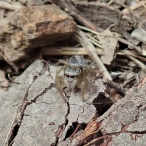 Salticidae (family) at Dunlop, ACT - 25 Oct 2019 11:24 AM