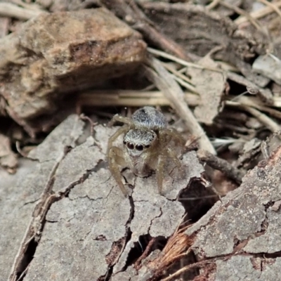 Salticidae (family) (Jumping spider) at Dunlop, ACT - 25 Oct 2019 by CathB