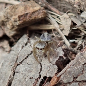 Salticidae (family) at Dunlop, ACT - 25 Oct 2019 11:24 AM