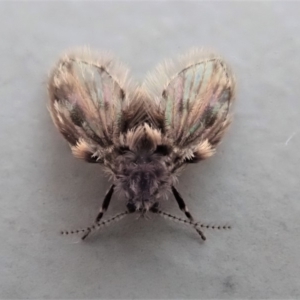 Psychodidae sp. (family) at Cook, ACT - 26 Oct 2019