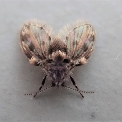 Psychodidae sp. (family) (Moth Fly, Drain Fly) at Cook, ACT - 26 Oct 2019 by CathB