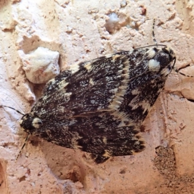 Halone coryphoea (Eastern Halone moth) at Cook, ACT - 28 Oct 2019 by CathB