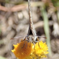 Lucia limbaria (Chequered Copper) at Cook, ACT - 29 Oct 2019 by CathB