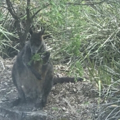 Wallabia bicolor (Swamp Wallaby) at Hackett, ACT - 25 Oct 2019 by Louisab