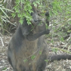 Wallabia bicolor (Swamp Wallaby) at Hackett, ACT - 25 Oct 2019 by Louisab