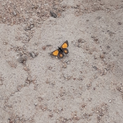 Lucia limbaria (Chequered Copper) at Molonglo River Reserve - 30 Oct 2019 by HannahWindley