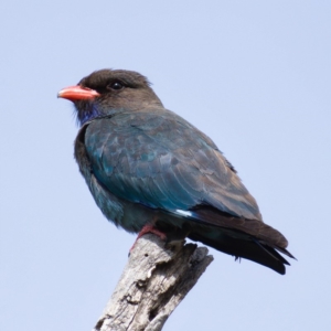 Eurystomus orientalis at Tennent, ACT - 30 Oct 2019