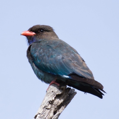 Eurystomus orientalis (Dollarbird) at Tennent, ACT - 29 Oct 2019 by Marthijn
