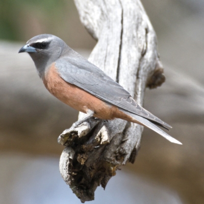 Artamus superciliosus (White-browed Woodswallow) at Paddys River, ACT - 30 Oct 2019 by Marthijn