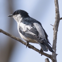 Lalage tricolor (White-winged Triller) at Tharwa, ACT - 29 Oct 2019 by Marthijn