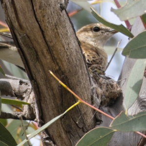 Lalage tricolor at Tharwa, ACT - 30 Oct 2019 10:20 AM