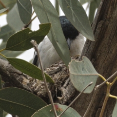 Lalage tricolor at Tharwa, ACT - 30 Oct 2019 10:20 AM