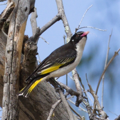 Grantiella picta (Painted Honeyeater) at Tennent, ACT - 29 Oct 2019 by Marthijn
