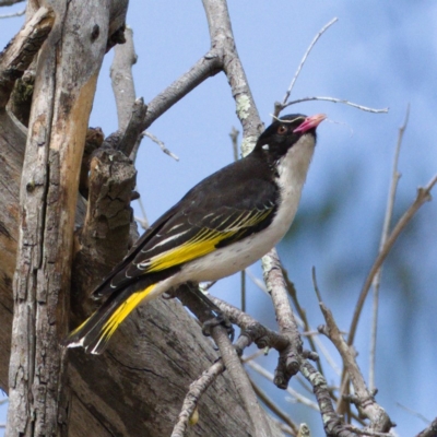 Grantiella picta (Painted Honeyeater) at Tennent, ACT - 30 Oct 2019 by Marthijn