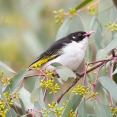 Grantiella picta at Tennent, ACT - 30 Oct 2019 10:24 AM