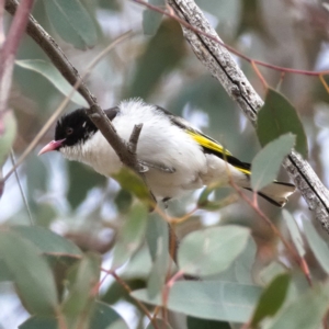 Grantiella picta at Tennent, ACT - 30 Oct 2019 10:24 AM