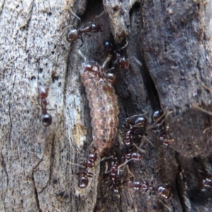Acrodipsas myrmecophila at suppressed - suppressed