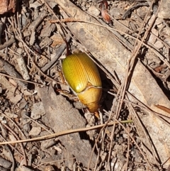 Xylonichus sp. (genus) (Green cockchafer beetle) at Coolagolite, NSW - 28 Oct 2019 by JoyGeorgeson