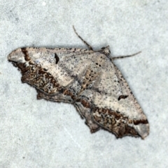 Dissomorphia australiaria (Dashed Geometrid, Ennominae) at O'Connor, ACT - 29 Oct 2019 by ibaird