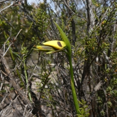 Diuris sulphurea (Tiger Orchid) at Theodore, ACT - 30 Oct 2019 by owenh