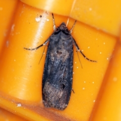 Agrotis ipsilon (Agrotis ipsilon) at O'Connor, ACT - 29 Oct 2019 by ibaird