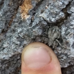 Stephanopis altifrons (Knobbly crab spider) at Pambula Preschool - 25 Oct 2019 by elizabethgleeson