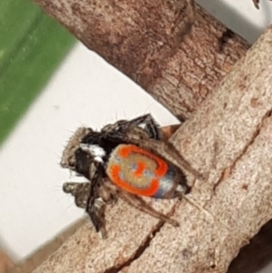 Maratus pavonis at Wanniassa, ACT - 30 Oct 2019