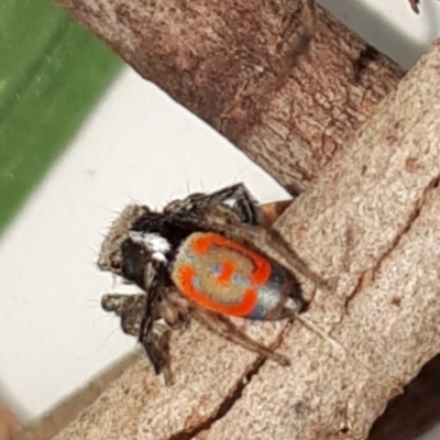 Maratus pavonis (Dunn's peacock spider) at Wanniassa, ACT - 30 Oct 2019 by Rin