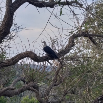 Columba leucomela (White-headed Pigeon) at Little Forest, NSW - 30 Oct 2019 by Jacksonrutter