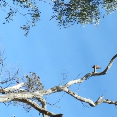 Callocephalon fimbriatum (Gang-gang Cockatoo) at Red Hill, ACT - 28 Oct 2019 by Henja