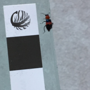 Dicranolaius cinctus at Mirador, NSW - 30 Oct 2019 05:36 PM