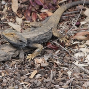 Pogona barbata at Hughes, ACT - 29 Oct 2019