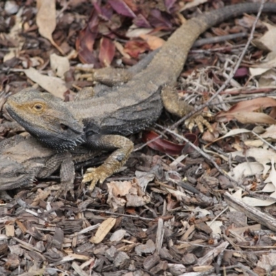 Pogona barbata (Eastern Bearded Dragon) at Hughes, ACT - 29 Oct 2019 by kieranh