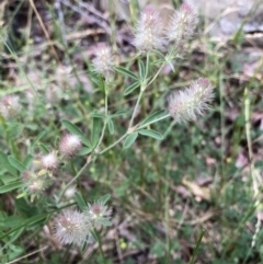 Trifolium arvense var. arvense (Haresfoot Clover) at Aranda, ACT - 30 Oct 2019 by Jubeyjubes