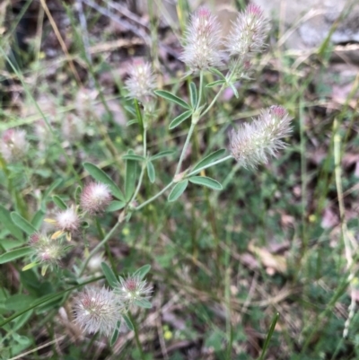 Trifolium arvense var. arvense (Haresfoot Clover) at Aranda, ACT - 30 Oct 2019 by Jubeyjubes