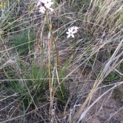 Burchardia umbellata (Milkmaids) at Dunlop, ACT - 30 Oct 2019 by mcosgrove