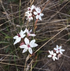 Burchardia umbellata at Dunlop, ACT - 30 Oct 2019 06:18 PM