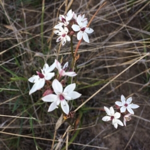 Burchardia umbellata at Dunlop, ACT - 30 Oct 2019